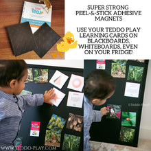 Load image into Gallery viewer, TEDDO PLAY 40 LEARNING CARDS -BIRDS OF PREY, WILD ANIMALS, FARM ANIMALS &amp; INSECTS (SPELLING EDITION)