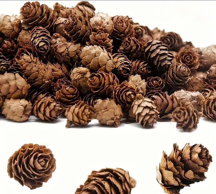 White Washed Pine Cones
