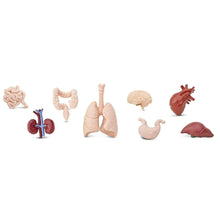 Load image into Gallery viewer, Safari Ltd Human Organs TOOB®