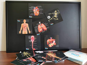 TEDDO PLAY HUMAN ANATOMY LEARNING SET - OUR BODIES INSIDE & OUT