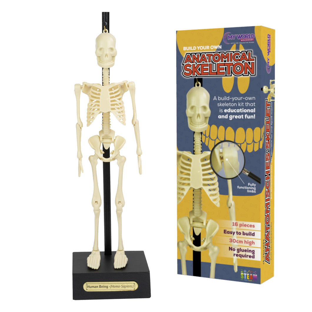 My World Anatomical Skeleton