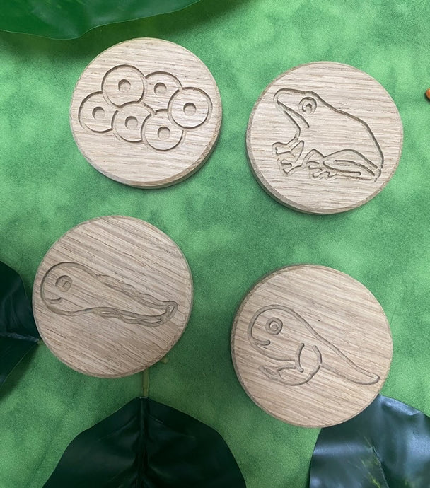 Circular Life Cycle Sensory Board Set Frog -  Oak