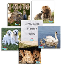 Load image into Gallery viewer, TEDDO PLAY 40 LEARNING CARDS - PARENT AND YOUNG ONES