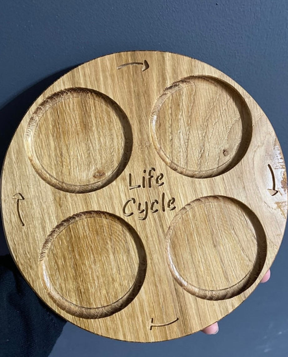 Oak Lifecycle Circle
